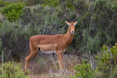 An impala antelope in the African wilderness