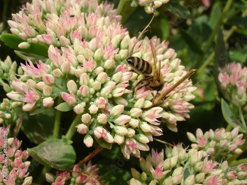 bee pollinating white pink sedum flower close up, beautiful abstract floral background, wallpaper