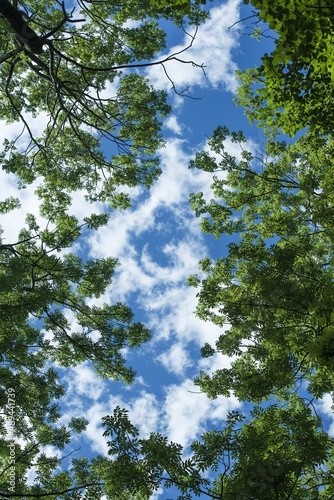 beech leaves, detail in the background with grass, simple and minimalist concept, symbols of simplicity and beauty, enrgy and autumn atmosphere