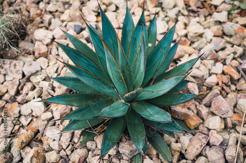 agave blue glow