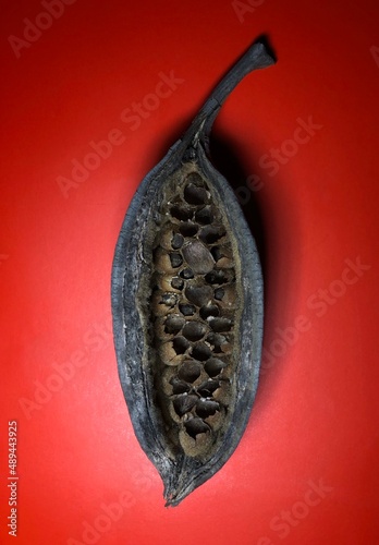 Dry seeds of Brachychiton populneus, bottle tree or kurrajong on a red background.Close-up of Brachychiton acerifolius seeds on a red background. Dried Brachychiton acerifolius on a red background.  photo