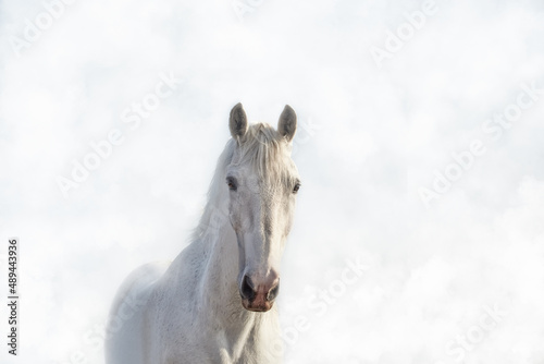 Portrait of a beautiful white horse in the fog in high key