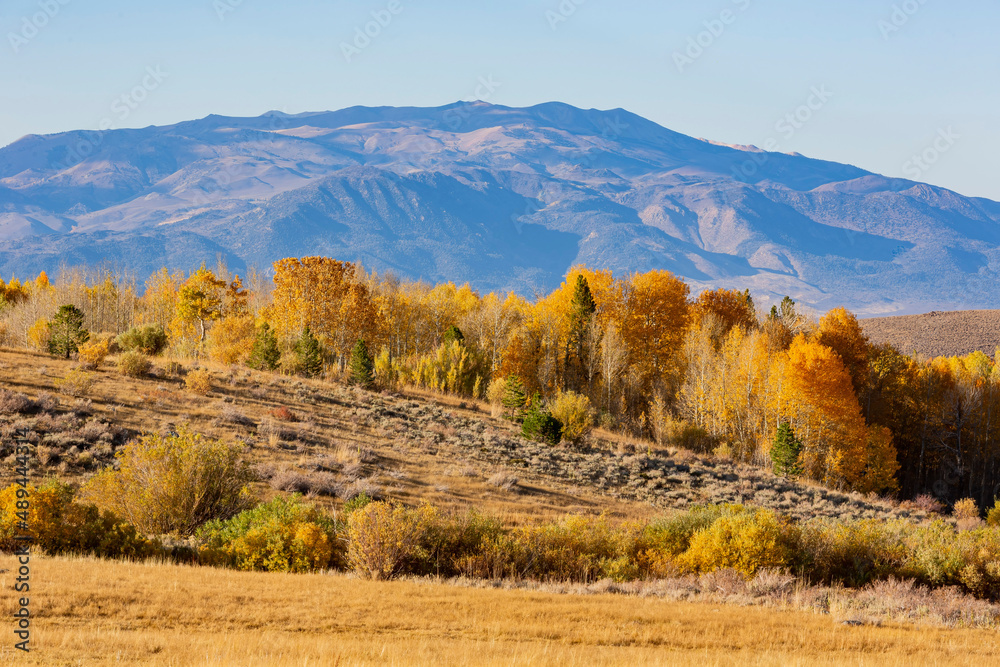 Fototapeta premium Sunny view of the fall color around Conway Summit