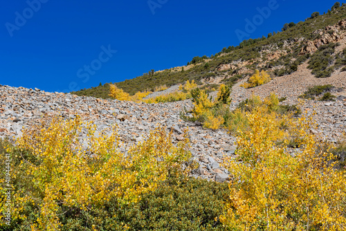 Sunny view of the fall color in June Lake Loop