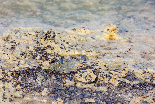 Φωτογραφία Close up shot of the Alkali Flies in Mono Lake