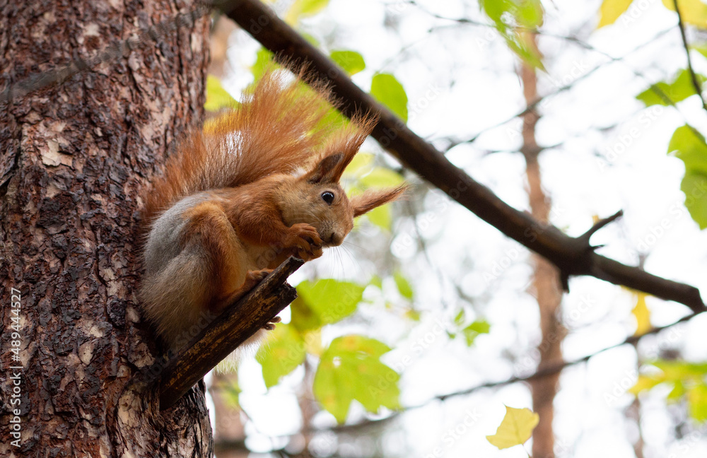 red squirrel in the forest on a tree