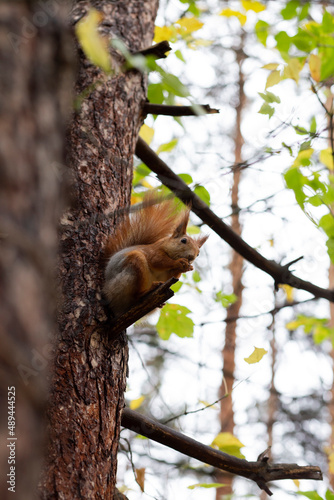 red squirrel in the forest on a tree © nizel