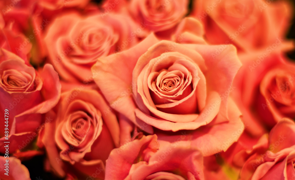 Grab a bunch. Close up of a bunch of roses. Grab a bunch. Close up of a bunch of roses.