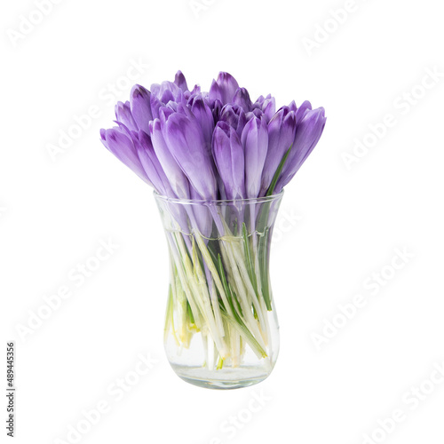 crocus flowers in a vase on a white background