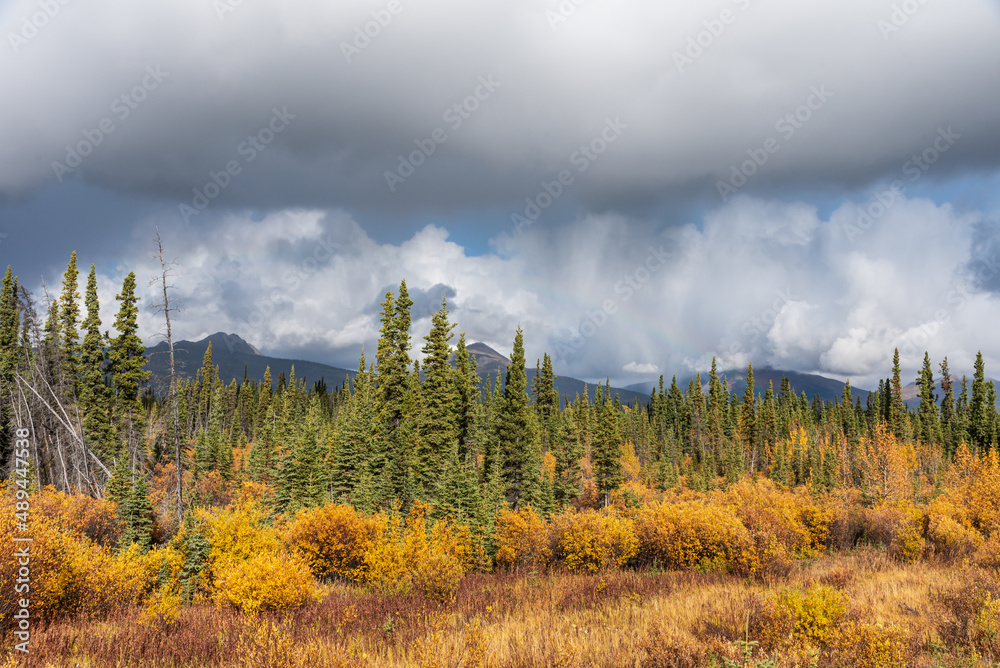 Bright yellow trees in northern Canada in peak fall season with bright blue sky behind the isolated, wilderness landscape below. Bright yellow trees in northern Canada in peak fall season with bright blue sky behind the isolated, wilderness landscape below.