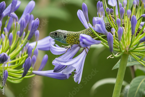 Fototapeta Naklejka Na Ścianę i Meble -  Lizard in the garden 