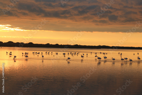 Beautiful Pink flamingos in Camargue pond, botanical and zoological nature reserve in France  © Picturereflex