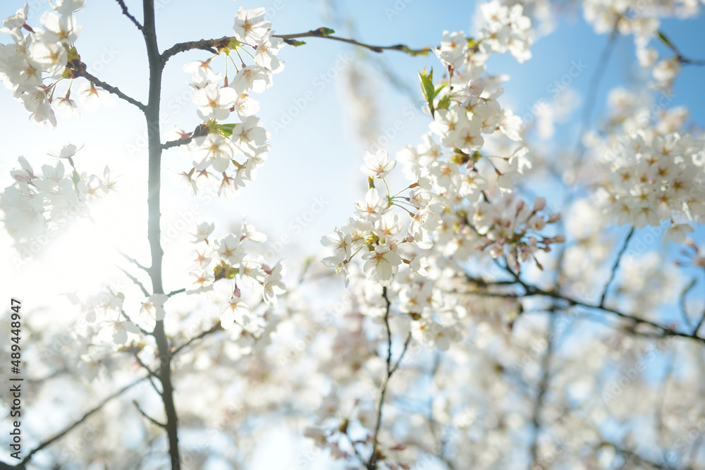 Beautiful cherry tree blossoming on spring. Tender cherry branches on sunny spring day outdoors.