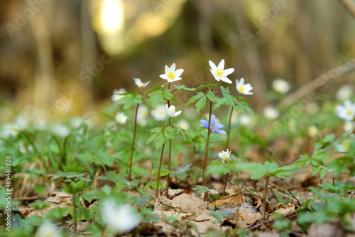 Blossoming hepatica flower in early spring in forest. © MNStudio