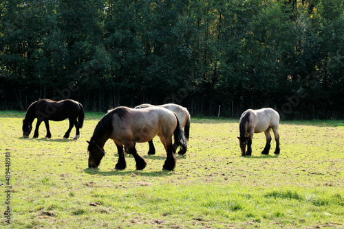 herd of draft horses in a rural landscape  Bokrijk  Belgium