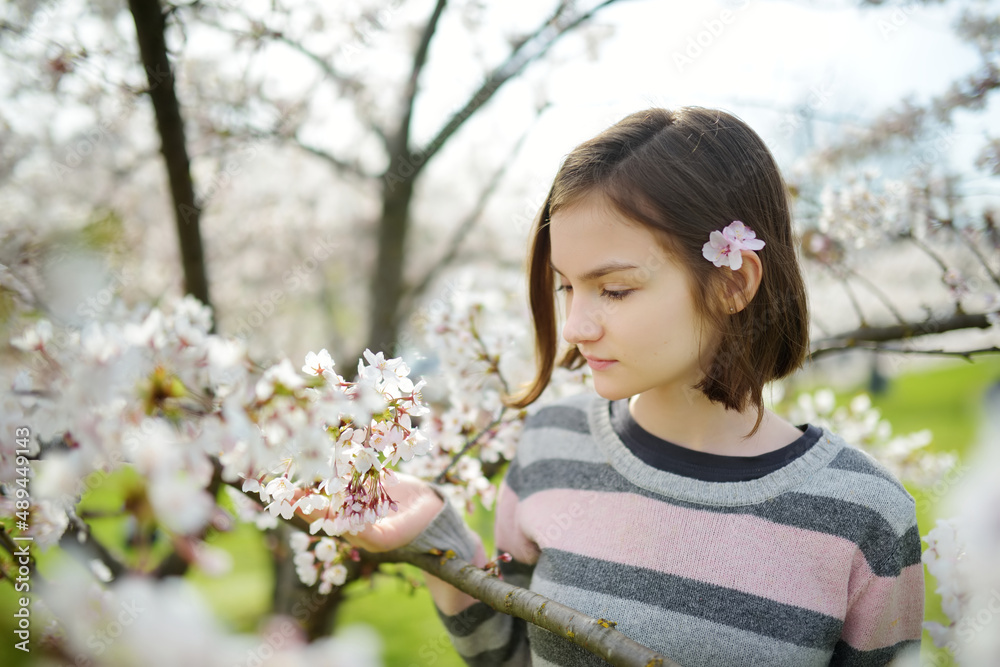 Adorable young girl in blooming cherry tree garden on beautiful spring day. Cute child picking fresh cherry tree flowers at spring. Adorable young girl in blooming cherry tree garden on beautiful spring day. Cute child picking fresh cherry tree flowers at spring.