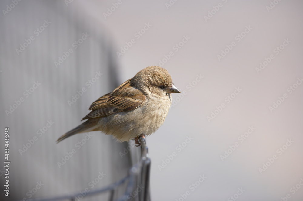 Fototapeta premium Beautiful sparrows. A photo of sparrow.