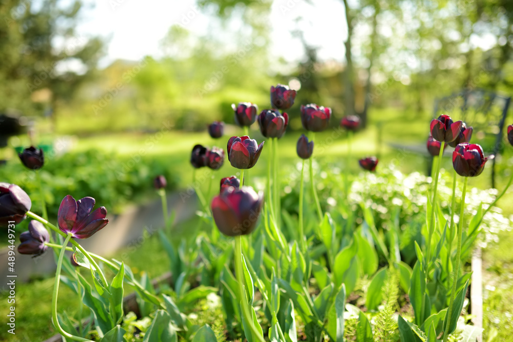 Dark purple tulips grow in flower bed in the spring garden.