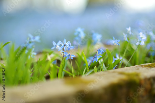 Scilla flowers blooming in the garden on the Alpine hill. Beautiful blue spring flowers on a sunny day.