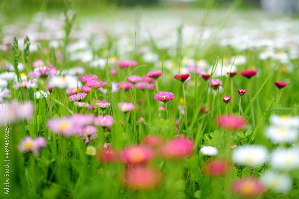 Beautiful meadow in springtime full of flowering white and pink common daisies on green grass. Bellis perennis. Beautiful meadow in springtime full of flowering white and pink common daisies on green grass. Bellis perennis.