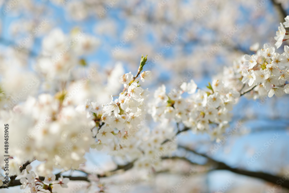 Beautiful cherry tree blossoming on spring. Tender cherry branches on sunny spring day outdoors. Beautiful cherry tree blossoming on spring. Tender cherry branches on sunny spring day outdoors.