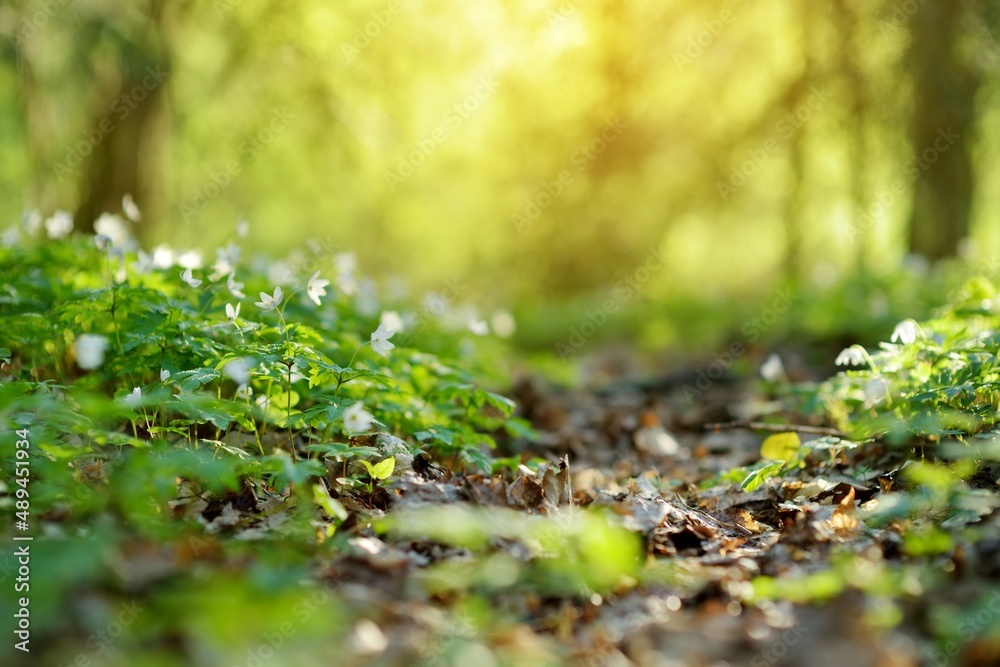 Blossoming hepatica flower in early spring in forest. Blossoming hepatica flower in early spring in forest.