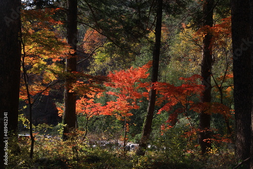 autumn landscape © SYI uncensored photo