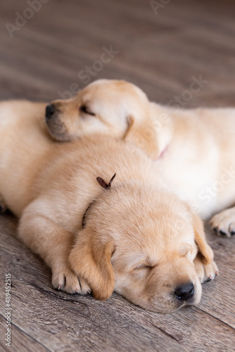  labrador puppies sleep