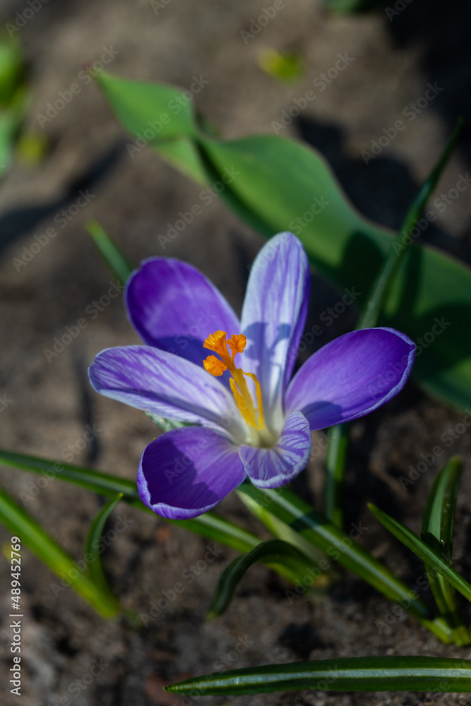 lilac crocuses bloom in the garden lilac crocuses bloom in the garden