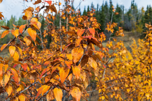 Leaves changing color in northern Canada during fall season with blurred boreal forest background 