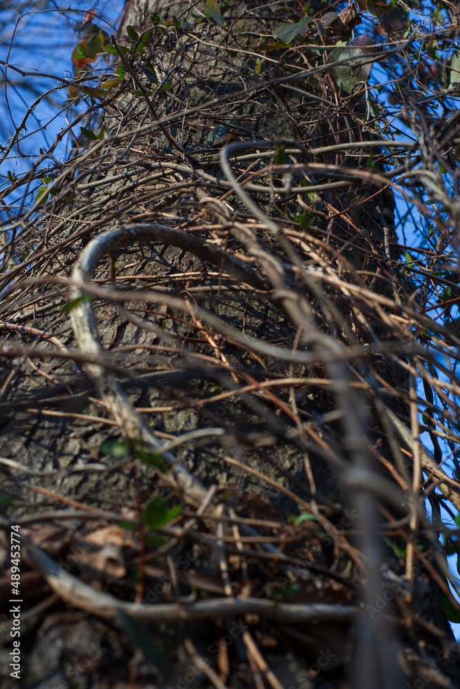 Tree in fall with vines wrapping around. Tree in fall with vines wrapping around.