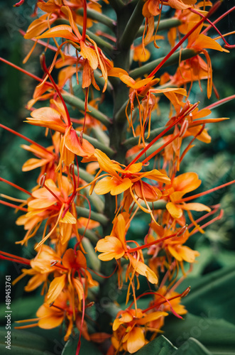 hedychium Ginger Lily