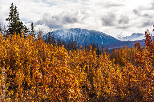 Amazing fall, autumn scenery in Canada with golden leaves covering the birch, poplar, alders in September season. 