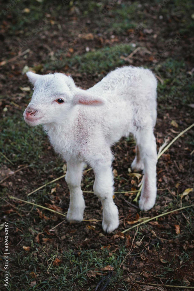 Obraz premium pequeño cordero blanco en el campo