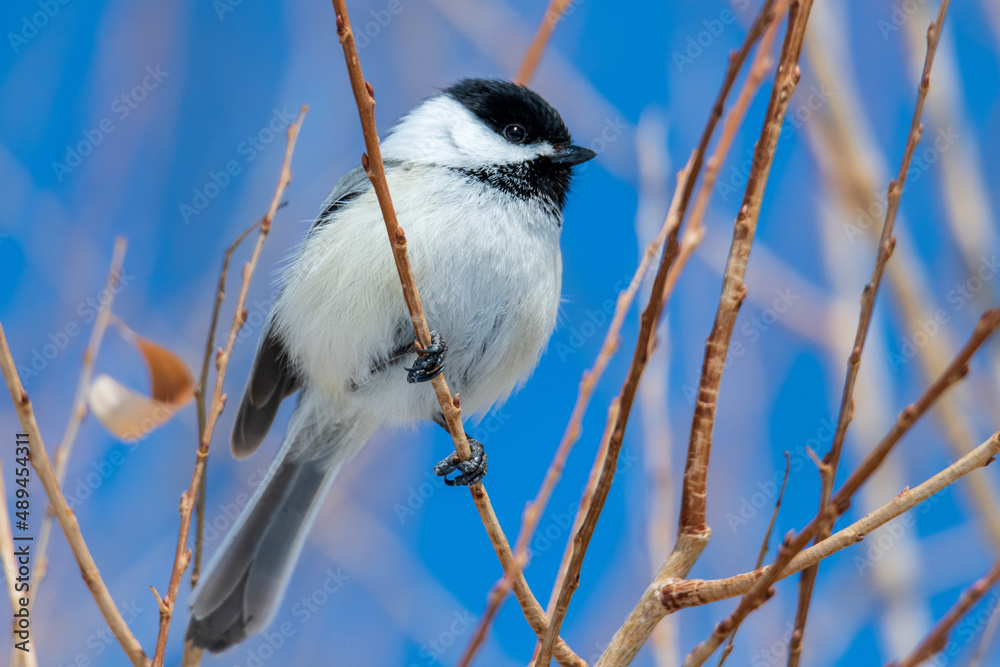 Naklejka premium Wild Chickadee perched in a tree. 