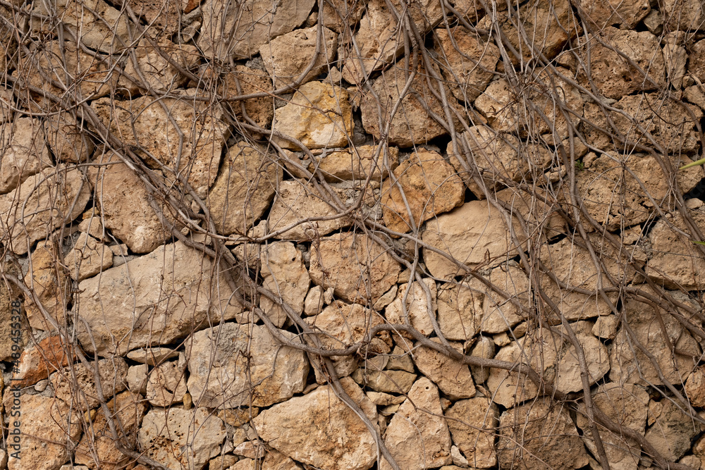 Ivy branches on the wall. Dried branches.Wall texture