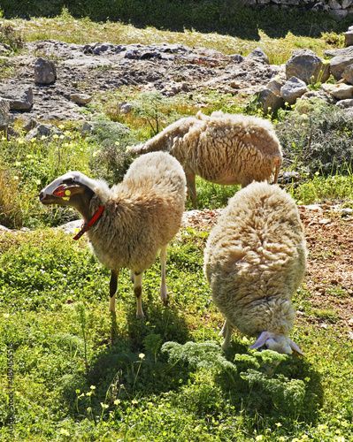 Sheeps near Zurrieq. Malta photo