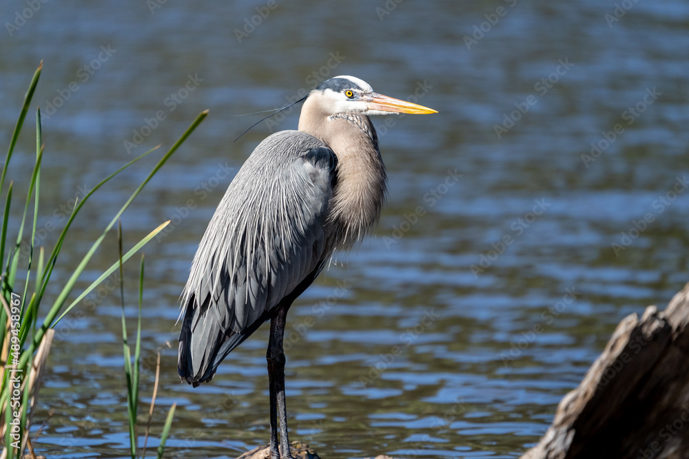 Great Blue Heron Looking for Fish Great Blue Heron Looking for Fish