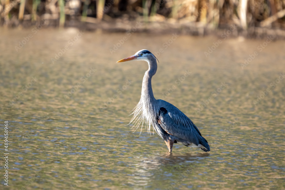 Great Blue Heron Looking for Fish Great Blue Heron Looking for Fish
