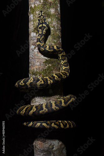 Carpet Python Ascending