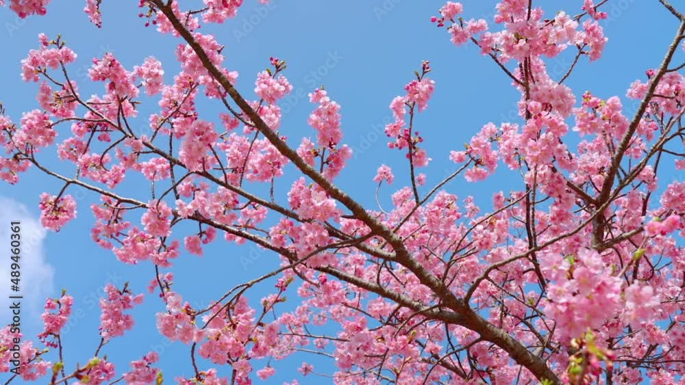 可愛いピンク色の河津桜「パン移動」 可愛いピンク色の河津桜「パン移動」