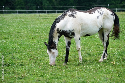  horses grazing