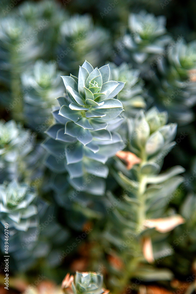 Euphorbia myrsinites, blue spurge Euphorbia myrsinites, blue spurge