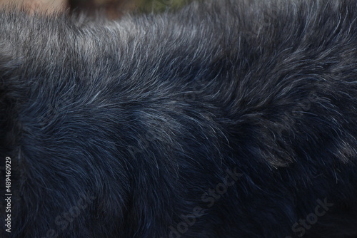 close up on gray dog hair