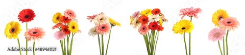 Set with beautiful gerbera flowers on white background. Banner design