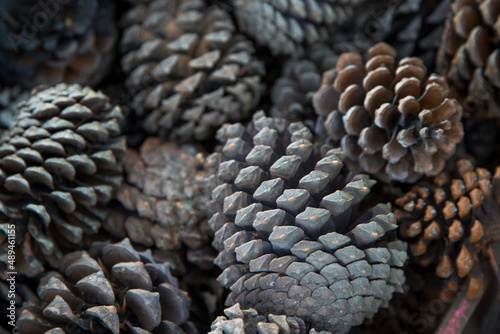 Pile of stored dry pine piles. Pinecones stock.  © AAlves