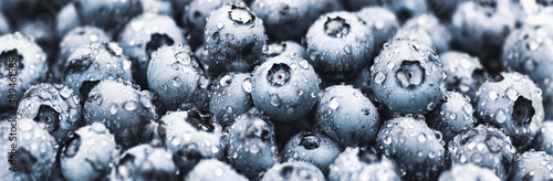 Blueberry fruit background, blueberries wet dewdrops, wide banner size