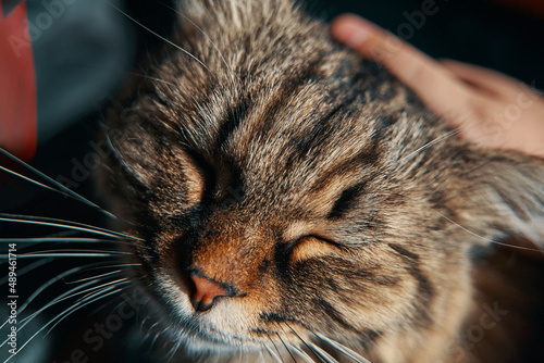 Man's hand strokes cat. Care of sweet pussycat. Happy and lazy domestic animal relax. Fluffy kitten close eyes. Friendship with pet.