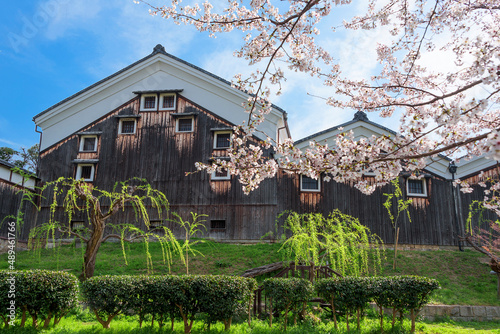 伏見の酒蔵と桜