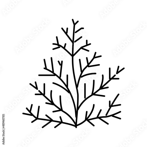Fototapeta Naklejka Na Ścianę i Meble -  cedar plant aromatherapy line icon vector isolated illustration
